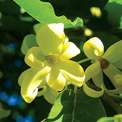 Huile essentielle - Ylang-ylang bio