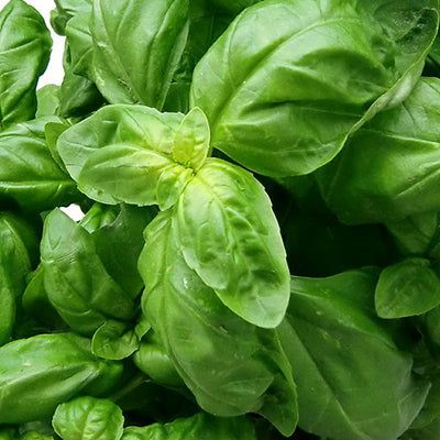 Huile essentielle - Basilic exotique bio