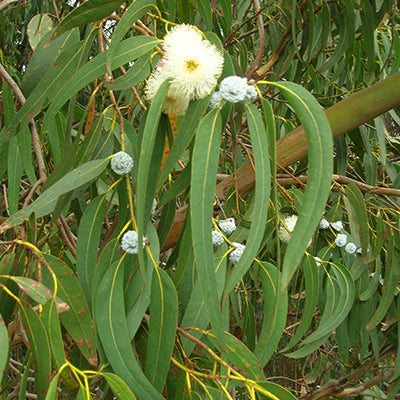 Huile essentielle - Eucalyptus globulus bio