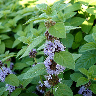 Huile essentielle - Menthe des champs bio