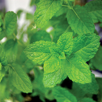 Huile essentielle - Menthe poivrée bio