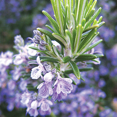 Huile essentielle - Romarin à verbénone bio