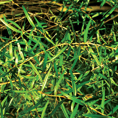 Huile essentielle - Tea tree bio