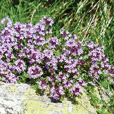 Huile essentielle - Thym à linalol bio