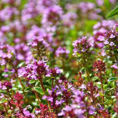 Huile essentielle - Thym à thymol bio