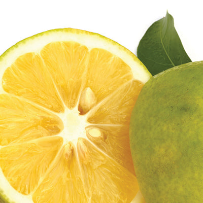 Huile essentielle - Bergamote bio