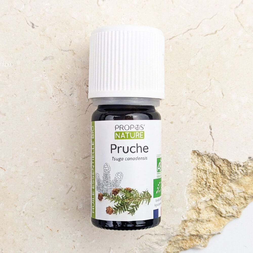 La Pruche : l’alliée naturelle du corps et de l’esprit