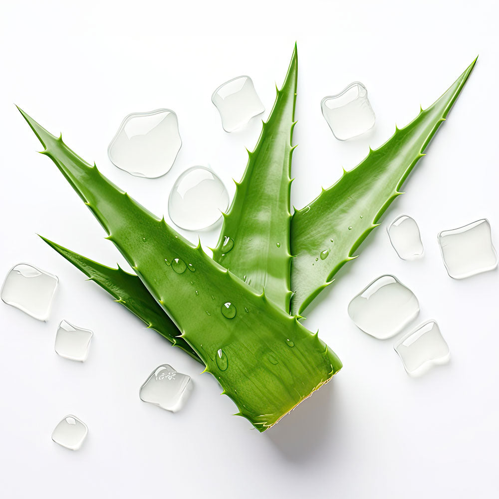 Qui vivra...Aloe Vera !