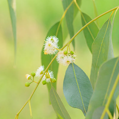 Huile essentielle - Eucalyptus citronné bio