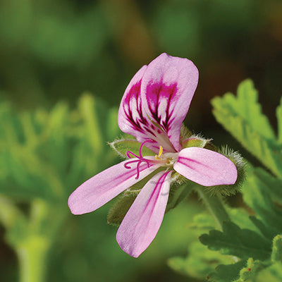 Huile essentielle - Géranium rosat bio