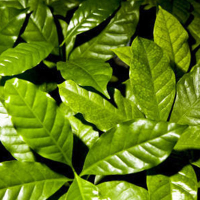 Huile essentielle - Katafray bio