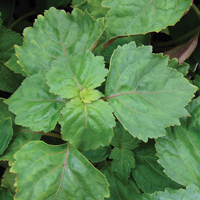 Huile essentielle - Patchouli bio