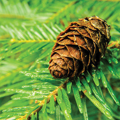 Huile essentielle - Pin sylvestre bio