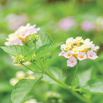Huile essentielle - Verveine exotique bio