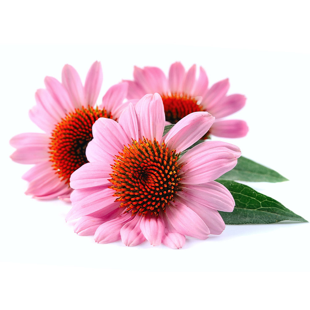 Organic Echinacea hydroalcoholic extract